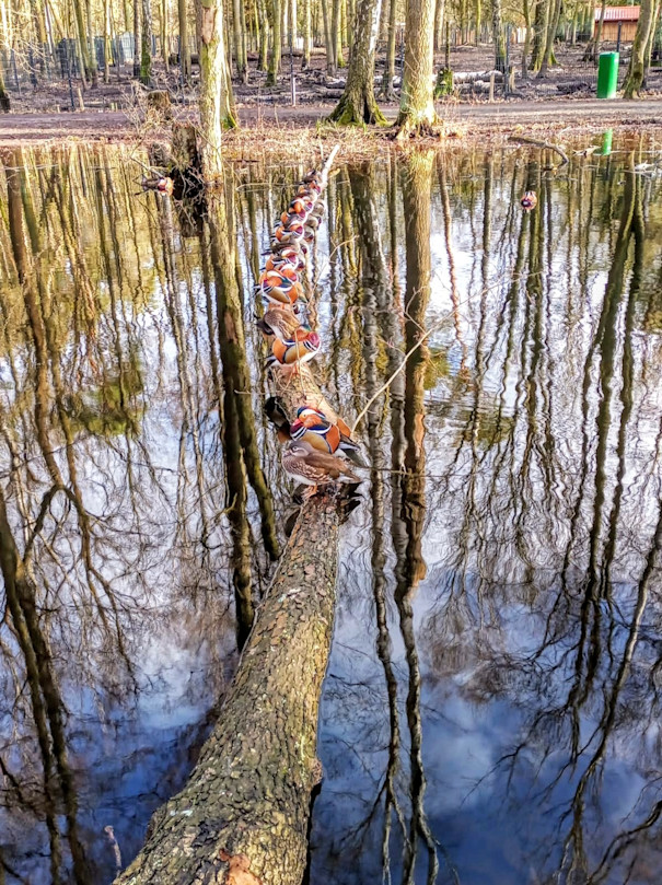 Kiekste: Keine kalten Füße für die Enten im Spandauer Forst